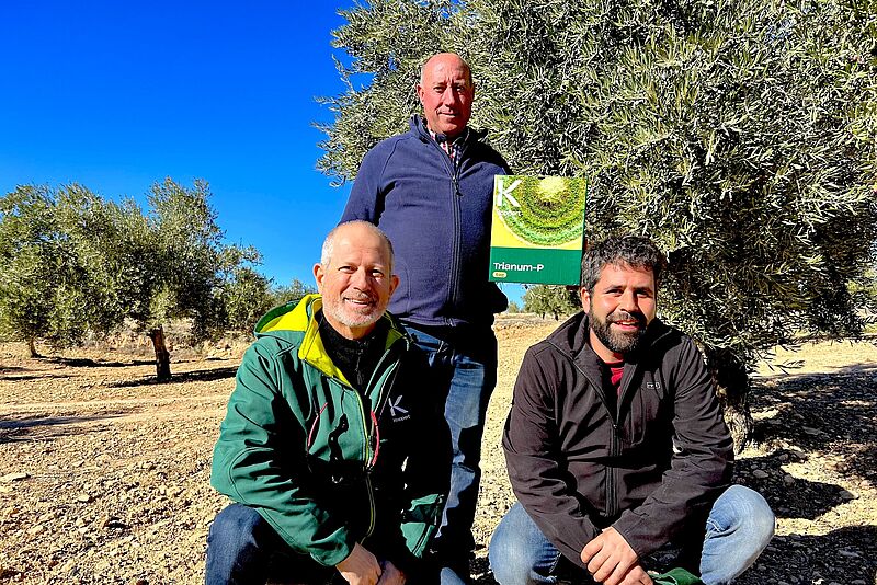 Productor de aceituna con técnicos de Koppert muestra una caja de Trianum en su finca de olivos en Jaén