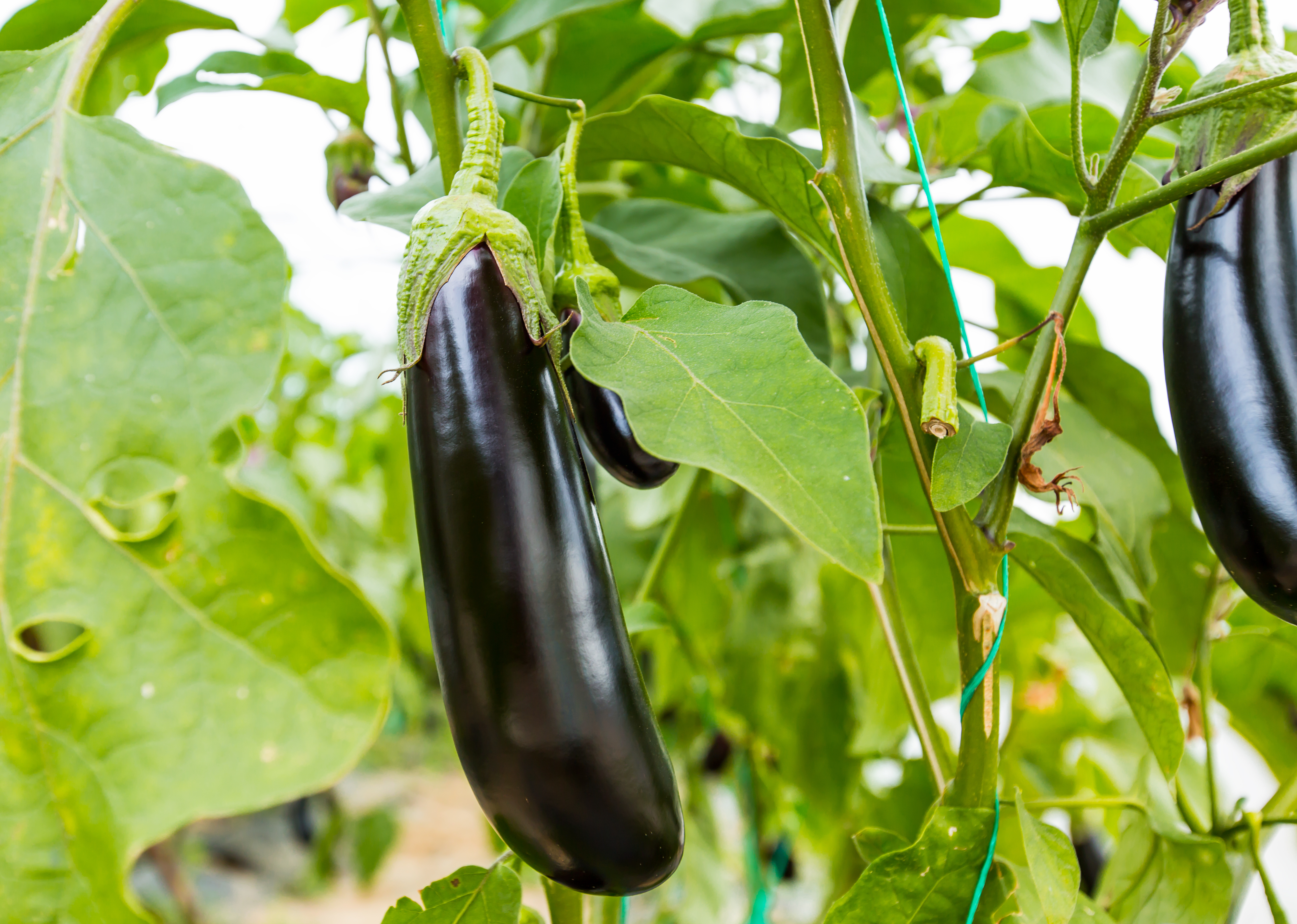 Berenjena - Tsakoniki - 220 semillas - Solanum melongena – Garden